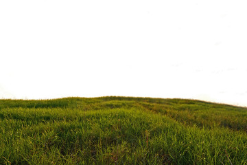 Obraz na płótnie Canvas Meadow grass on isolate background