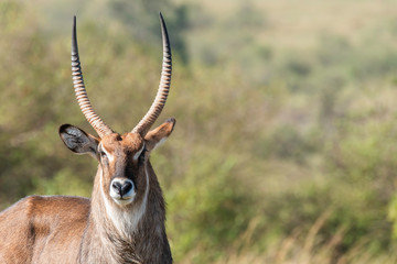 A closeup of male waterbuck looking in attention inside Masai Mara National Reserve during a wildlife safari