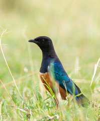 A superb starling as found inside Masai Mara National Reserve during a wildlife safari