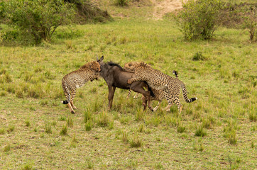 A mother and three cheetah cubs killing a wildebeest in the plains of Africa inside Masai Mara National Reserve during a wildlife safari