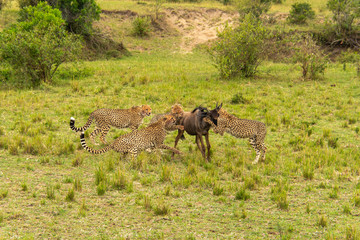 Naklejka na ściany i meble A mother and three cheetah cubs killing a wildebeest in the plains of Africa inside Masai Mara National Reserve during a wildlife safari