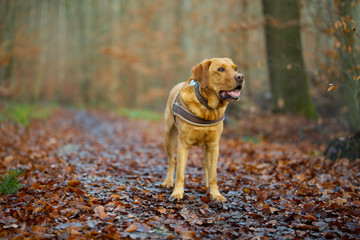 Fuchsroter Labrador Retriever im herbstlichen Wald