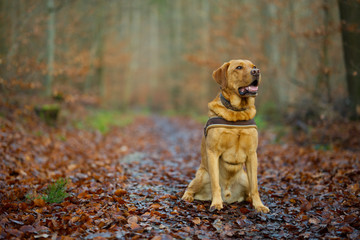 Fuchsroter Labrador Retriever im herbstlichen Wald