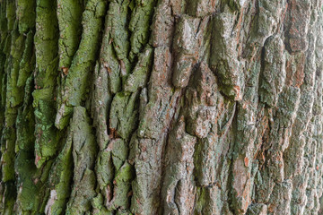 Background of the old willow trunk closeup in selective focus