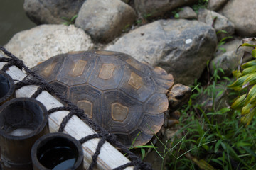 Close-up of huge turtle on the grass