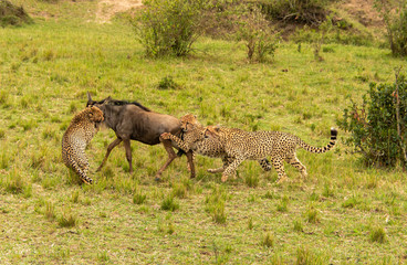 Obraz na płótnie Canvas A mother and three cheetah cubs killing a wildebeest in the plains of Africa inside Masai Mara National Reserve during a wildlife safari