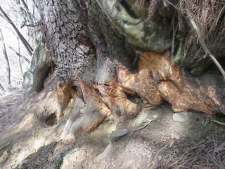 large tree root in the forest