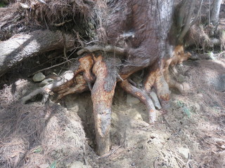 big tree root in forest