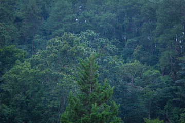 Fototapeta na wymiar Scenic view of forest trees