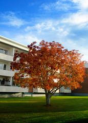 Naklejka premium Autumn in town