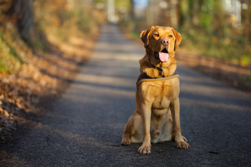 Fuchsroter Labrador Retriever im herbstlichen Wald