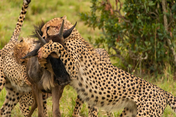 A mother and three cheetah cubs killing a wildebeest in the plains of Africa inside Masai Mara National Reserve during a wildlife safari