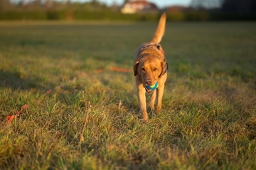Fuchsroter Labrador Retriever beim Apportieren © Matthias