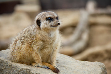 Meerkat on the stone. Suricata suricatta.