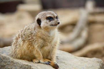 Meerkat on the stone. Suricata suricatta.