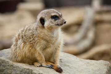 Fototapeta premium Meerkat on the stone. Suricata suricatta.