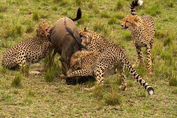 A mother and three cheetah cubs killing a wildebeest in the plains of Africa inside Masai Mara National Reserve during a wildlife safari