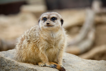 Meerkat sitting on the stone. Suricata suricatta.