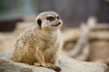 Fototapeta premium Meerkat on the stone. Suricata suricatta.