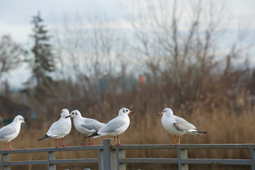seagulls are sitting on the promenade pier in soft blur background