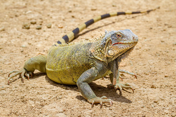 Close up green iguana standing on ground