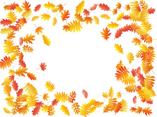 Obraz premium Oak, maple, wild ash rowan leaves vector, autumn foliage on white background.