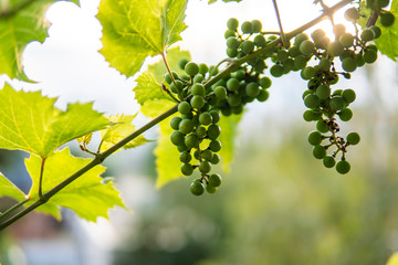 Growing green unripe bunch of grapes. Young green grapes hanging on the vine with green leaves in...