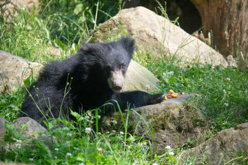 Sloth bear cub. Melursus ursinus.