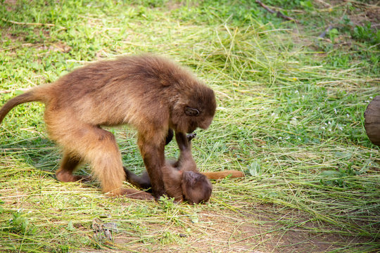 Gelada With Baby. Theropithecus Gelada.