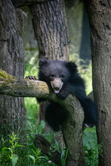 Sloth bear cub on a tree. Melursus ursinus.