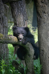 Sloth bear cub on a tree. Melursus ursinus.
