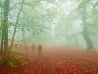 Group of tourists in autumn beech forest in heavy fog