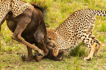 A mother and three cheetah cubs killing a wildebeest in the plains of Africa inside Masai Mara National Reserve during a wildlife safari