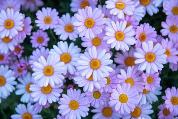 Flowering of white purple daisies , daisies backgound