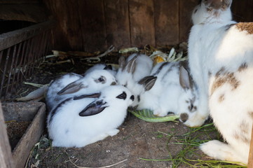 Group of three baby adorable rabbits white and grey Netherlands dwarfs rabbit and white and brown...