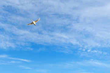 【新潟県瓢湖】白鳥の飛翔