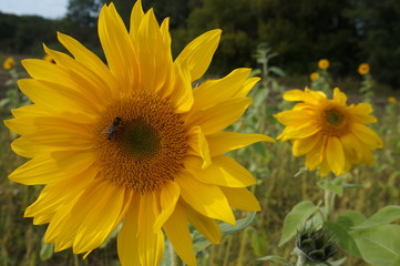 Sunflower natural background, Sunflower blooming, Sunflower oil improves skin health and promote cell regeneration