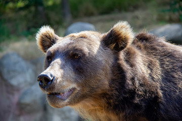 Brown bear. Ursus arctos.