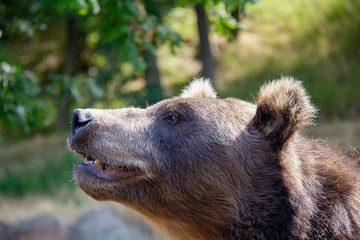 Sniffing brown bear. Ursus arctos.