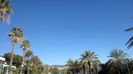Palms in the blue sky