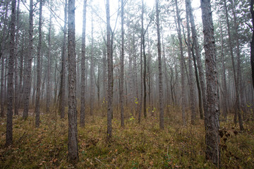 misty autumn morning in the forest
