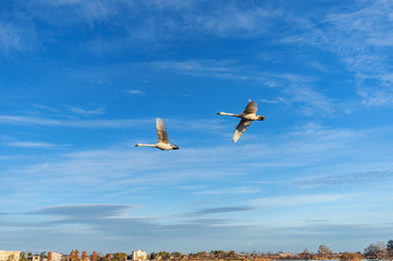 【新潟県瓢湖】白鳥が越冬のために訪れる瓢湖はラムサール条約登録湿地