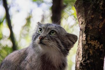  Portrait of pallas's cat. Otocolobus manul.