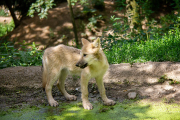 Arctic wolf puppy. Canis lupus arctos.