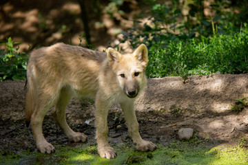 Naklejka na ściany i meble Portrait of arctic wolf cub. Canis lupus arctos.
