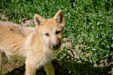 Portrait of arctic wolf cub. Canis lupus arctos.