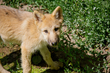 Arctic wolf cub. Canis lupus arctos.