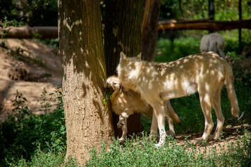 Arctic wolf with a cub. Canis lupus arctos.