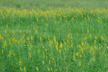 Yellow flower field farm in Thailand