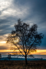 Scenery at sunset with a birch standing alone in heathland, nature reserve 